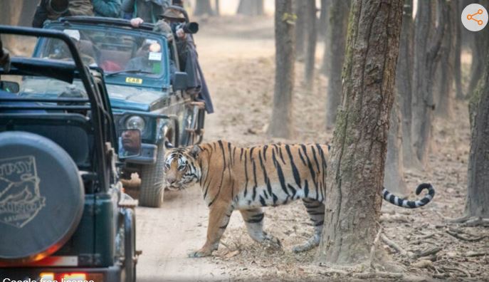 सुप्रीम कोर्ट ने उत्तराखंड में जिम कॉर्बेट नेशनल पार्क में बैन की टाइगर सफारी