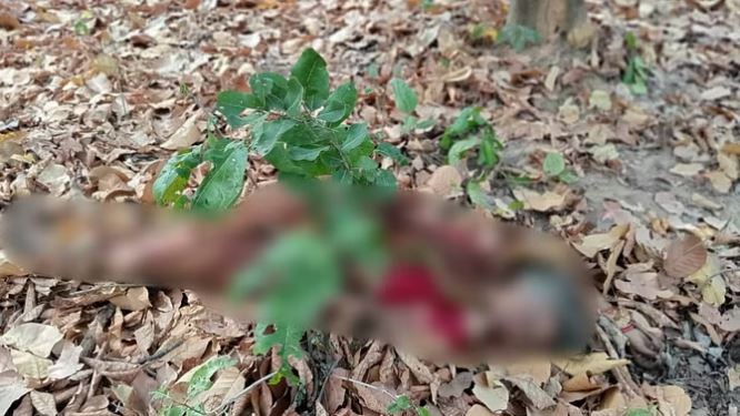 महुआ बीनने गई महिला पर बाघ ने किया हमला, मौके पर ही हुई मौत