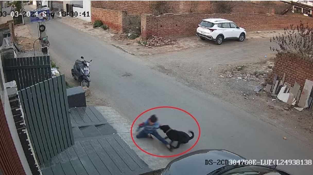 फतेहाबाद: बच्चे को कुत्ते ने बुरी तरह से नोचा, सीसीटीवी फुटेज भी आई सामने