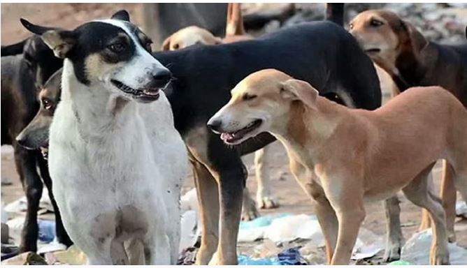 आवारा कुत्तों ने हमला करके वृद्धा को मार डाला, पांच दिन में तीसरी घटना
