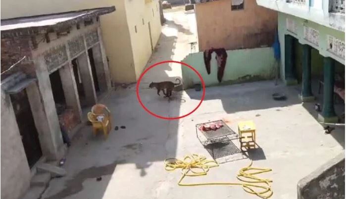 यूपी: सिद्धार्थनगर के गांव में घुसे तेंदुए का रेस्क्यू किया गया