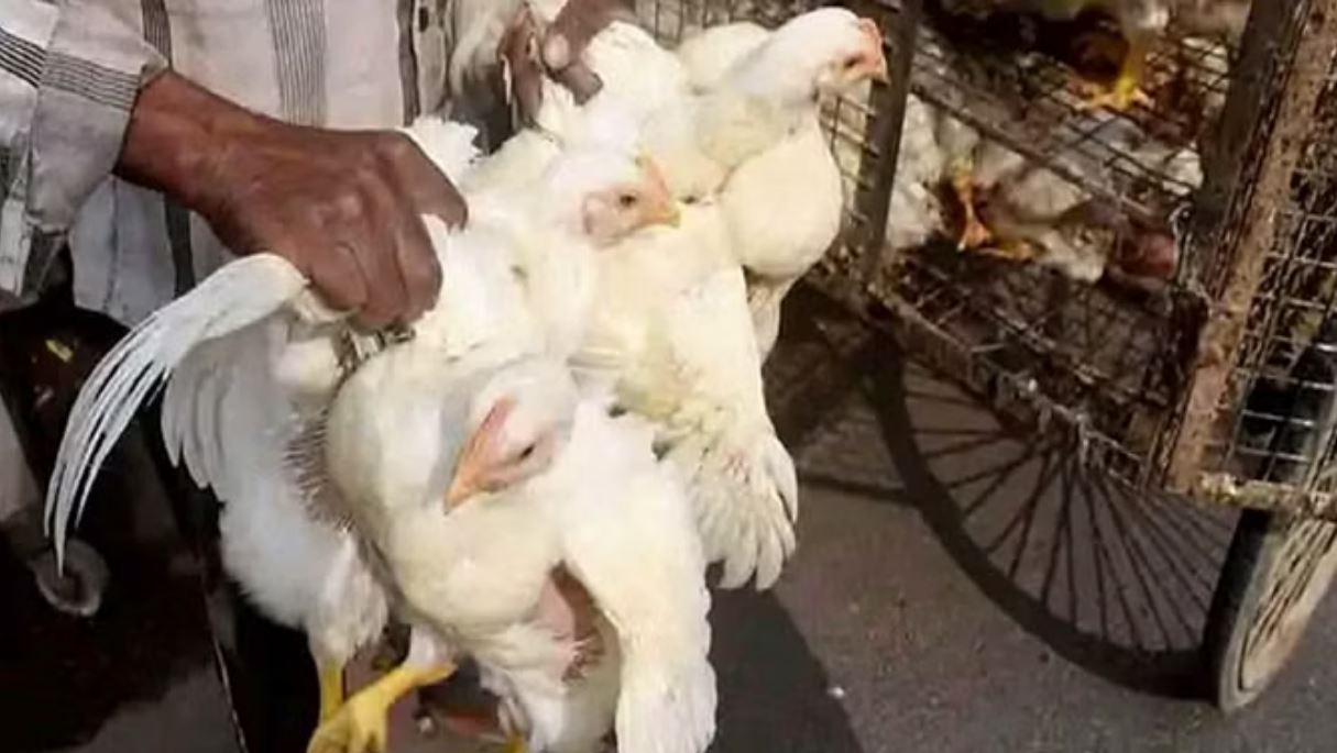 रांची में बर्ड फ्लू H5N1 ने एक बार फिर दी दस्तक, हरकत में आए अधिकारी