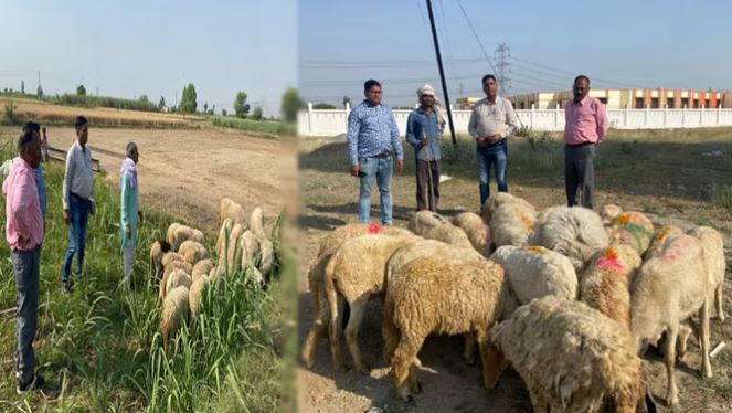 पशुपालकों के लिए खुशखबरी: मुजफ्फरनगर लाई गई जालौन भेड़