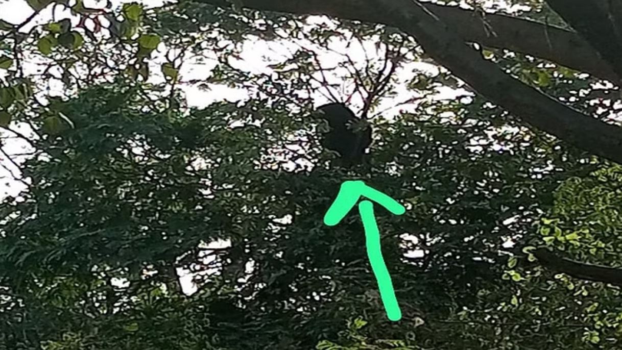 कोरबा: पेड़ पर चढ़ा भालू, रेस्क्यू करने के लिए वनकर्मी पूरे दिन करते रहे मशक्कत