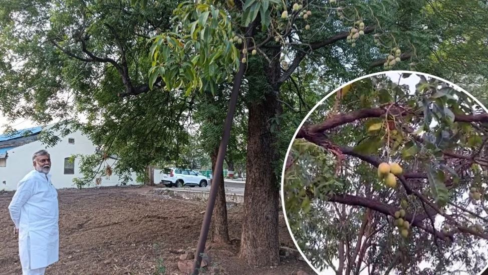 नीम के पेड़ में रसीले आम… एमपी में मंत्री के बंगले में अजब नजारा