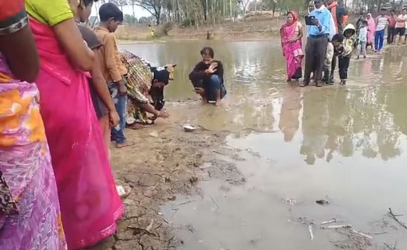 तालाब में घूम रहे दो नाग: नागदेवता मान ग्रामीण पिला रहे दूध