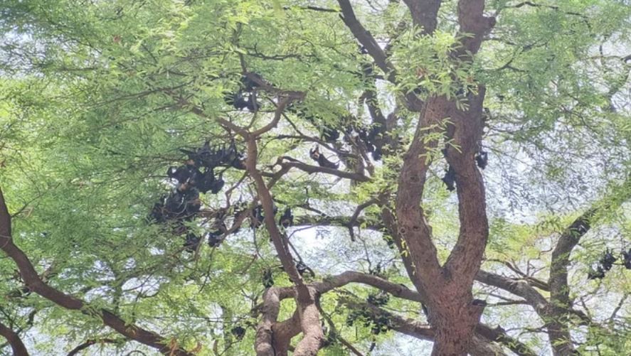 आगर-मालवा: भीषण गर्मी से चमगादड़ों की मौत, पारा पहुंचा 44 डिग्री