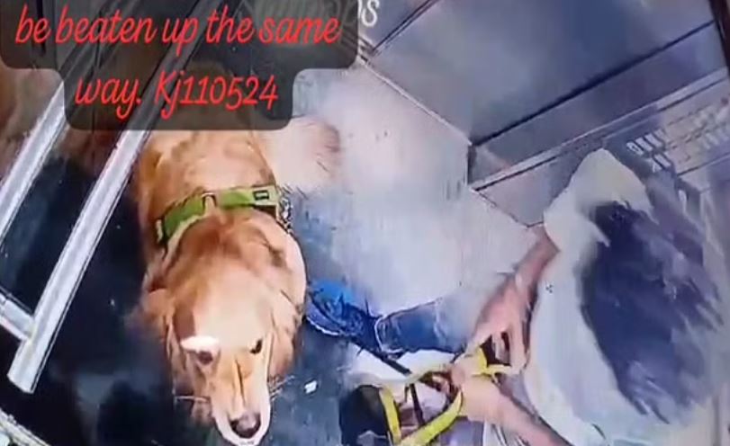 गुरुग्राम में लिफ्ट में पालतू कुत्ते के साथ क्रूरता, घुमाने वाले ने बुरी तरह पीटा