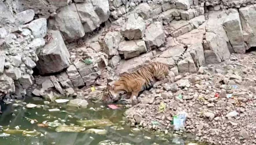 सवाई माधोपुर: प्यास लगी तो जंगल से निकलकर कुशालीदर्रा पहुंची बाघिन