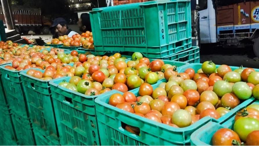 सोलन: टमाटर के दामों में तेजी जारी, रिकॉर्ड 1,651 रुपये बिकी हिमसोना की क्रेट