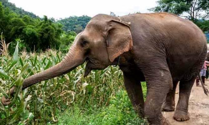 देहरादून: रायवाला में हाथी ने बुजुर्ग महिला को पटक-पटककर मार डाला