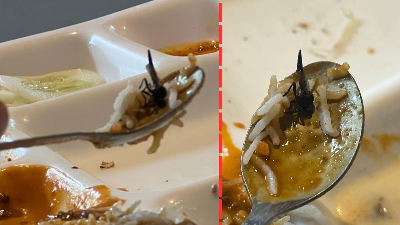 बीकानेर स्वीट्स के खाने में मरा हुआ कीड़ा, स्टाफ बोला-ऊपर से गिरा होगा