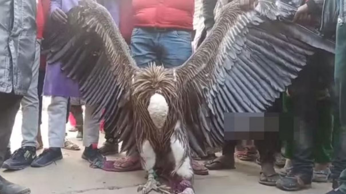 झारखंड में घायल हालत में मिला सफेद पीठा वाला गिद्ध