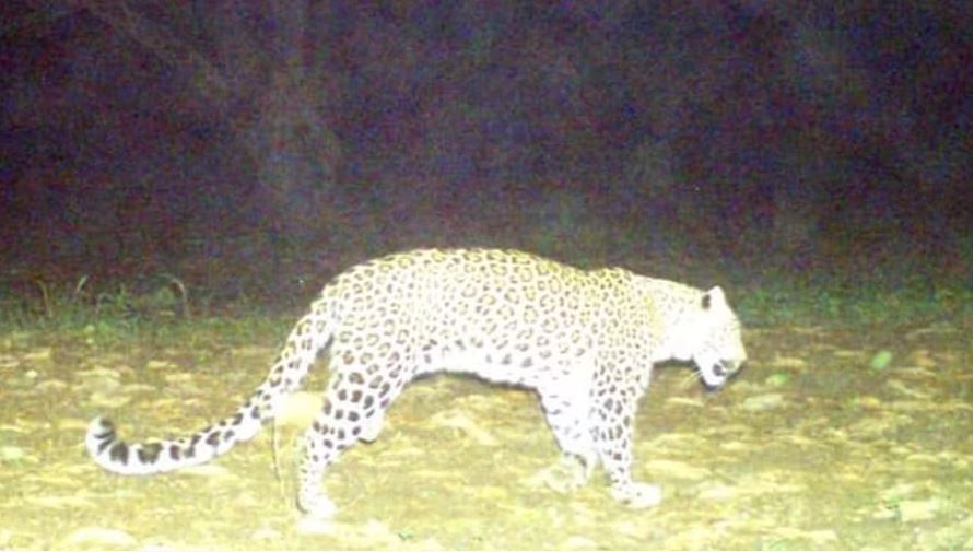 उत्तराखंड: आंगन में खेल रहे पांच साल के बच्चे को उठा ले गया गुलदार