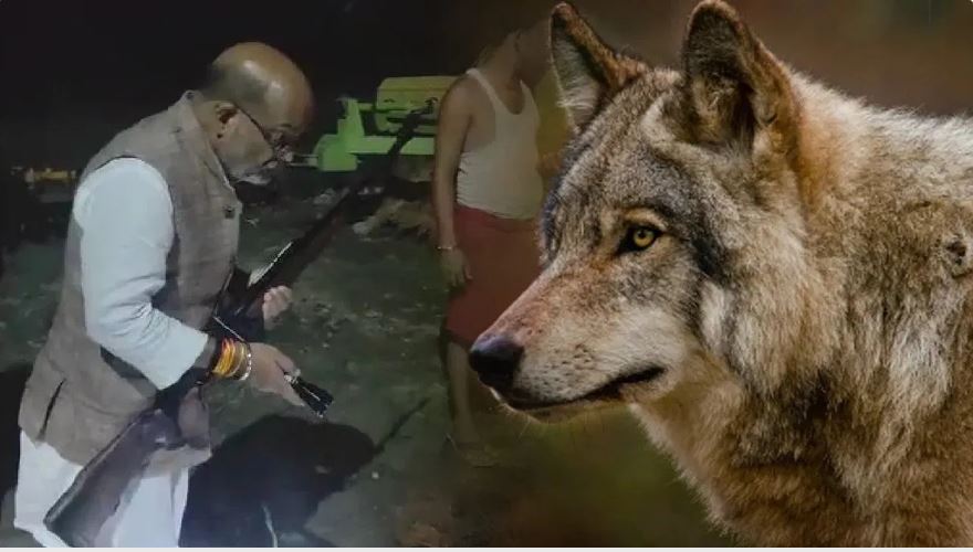 शेर और बाघ से भी खुंखार हुए भेड़िए: बंदूक लेकर विधायक तक कर रहे चौकीदारी