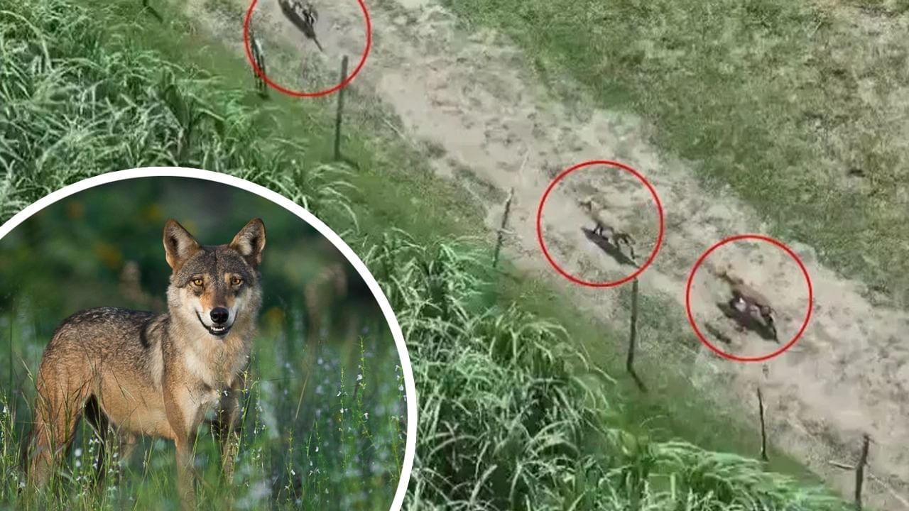 बहराइच में भेड़ियों का आतंक: बच्ची को मार डाला, अबतक 10 की मौत