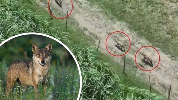 दो बच्चियों के बाद अब भेड़िये ने महिला पर किया हमला