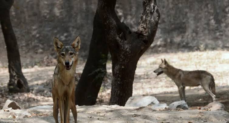 पश्चिमी यूपी में भी भेड़िये की दहशत: संभल में बुजुर्ग महिला समेत चार पर किया हमला