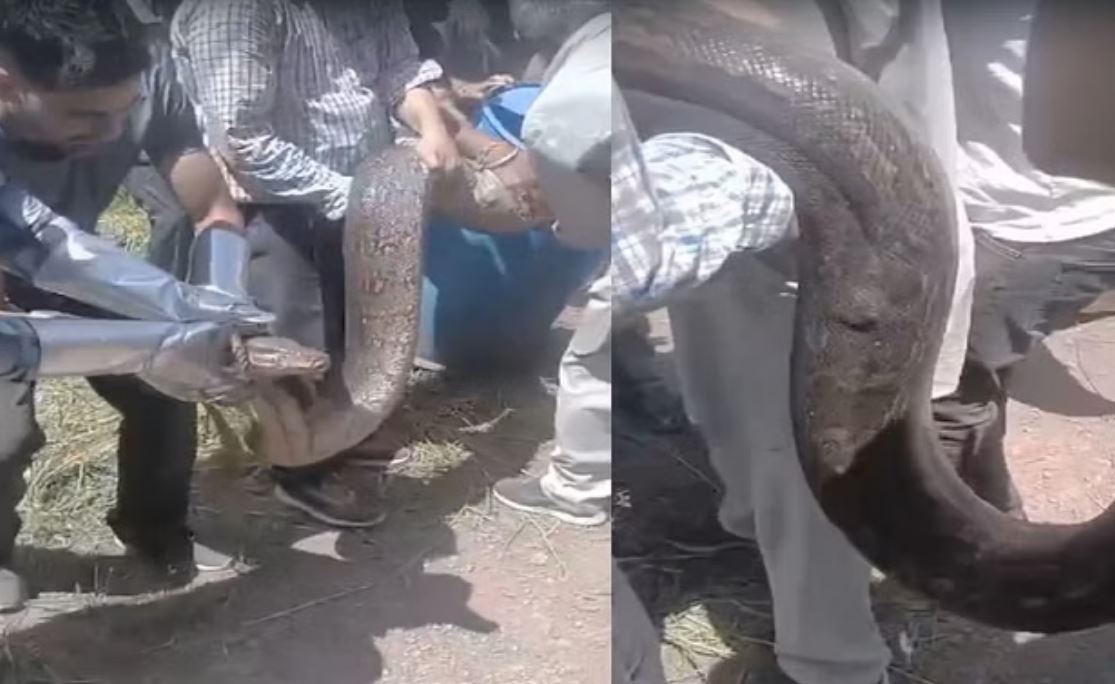 हिमाचल: बरोटी के रिहायशी इलाके में मिला 12 फुट लंबा अजगर , वन विभाग ने किया रेस्क्यू
