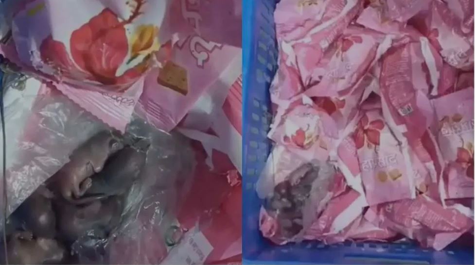 मुंबई के सिद्धिविनायक मंदिर के प्रसाद में चूहे मिलने पर बोला ट्रस्ट- छवि खराब करने की कोशिश