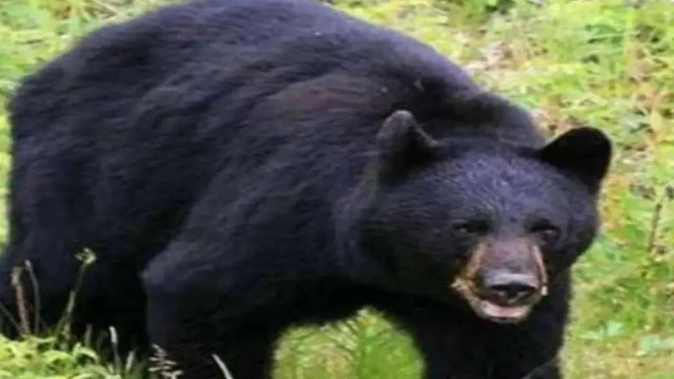 छत्तीसगढ़: मरवाही में भालुओं का आतंक, गांववालों पर किया हमला, 2 की मौत