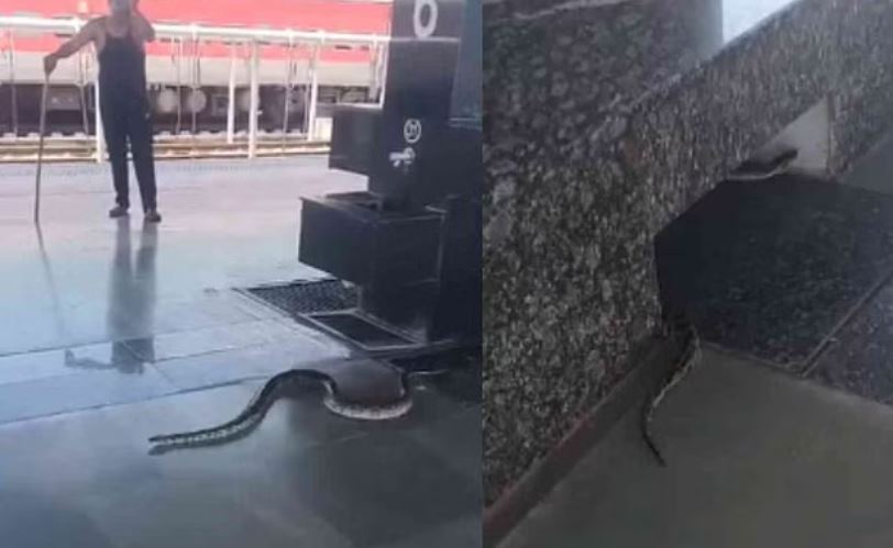 ऋषिकेश रेलवे स्टेशन पर निकला अजगर, यात्रियों में मची अफरा-तफरी