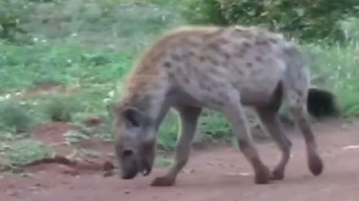 सवाई माधोपुर: दो महीने की बच्ची को उठा ले गया जरख