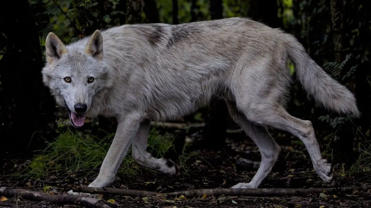 बहराइच में आदमखोर भेड़ियों के ‘खूनी खेल’: फिर एक बच्ची पर किया हमला