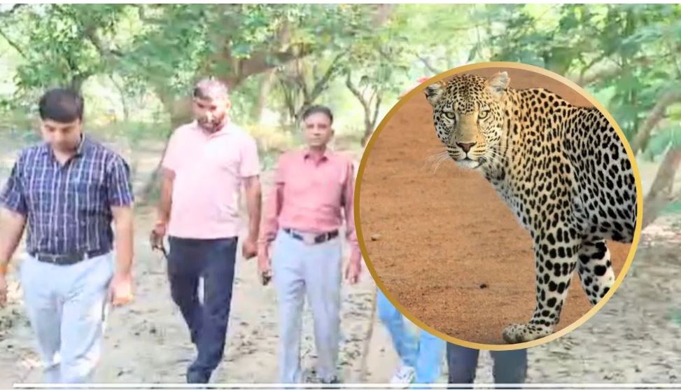 लखनऊ के कुकरैल में दिखा तेंदुआ… अलर्ट पर वन विभाग