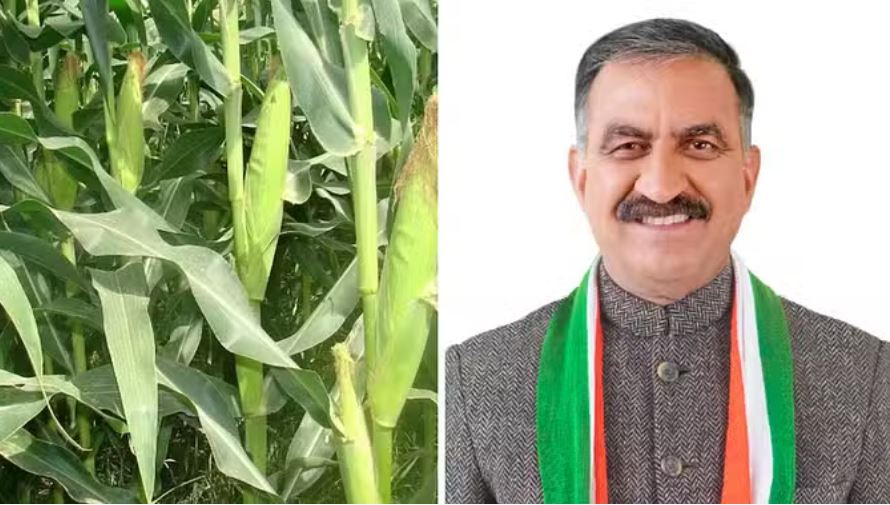 हिमाचल सरकार खरीदने जा रही है मक्की, 30 रुपये प्रतिकिलो रेट तय