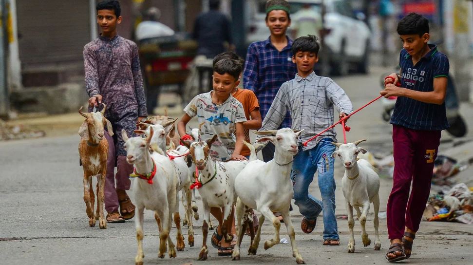 देश में भेड़-बकरी की गिनती हुई चालू, 5 महीने में खर्च हो जाएंगे इतने करोड़