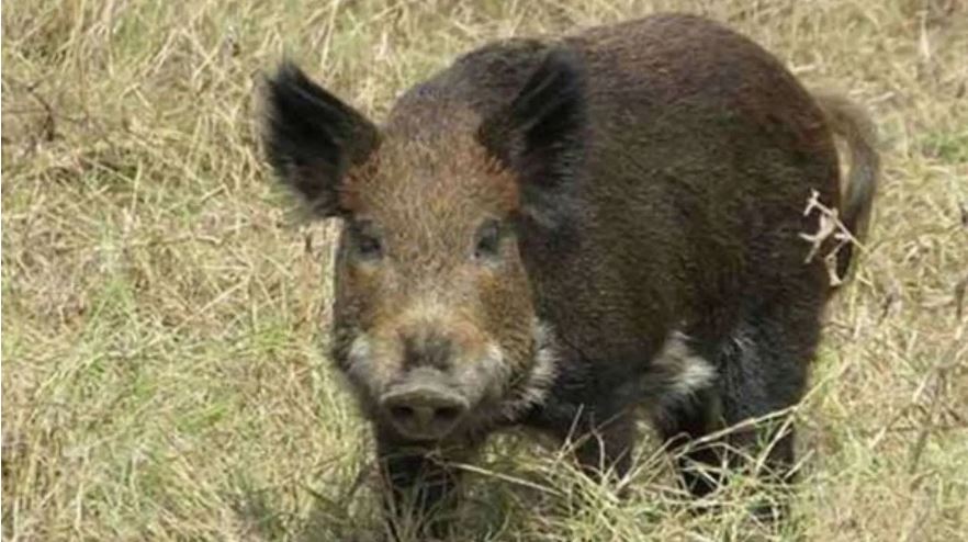 ओडिशा में जंगली सुअरों का आतंक, दो जिलों में 5 लोगों पर जानलेवा हमला