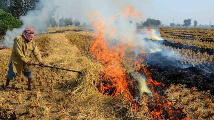 हरियाणा में पराली जलाने का मामला, 24 अधिकारी सस्पेंड