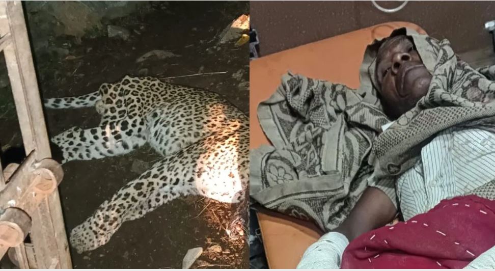 उदयपुर: भैंसों के बाड़े में घुसा तेंदुआ,  गांववालों ने पीट-पीटकर मार डाला