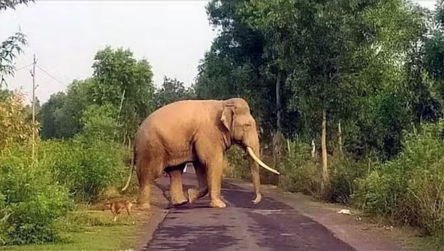 रायगढ़ में हाथी के हमले में एक की मौत, रातभर रही हलचल