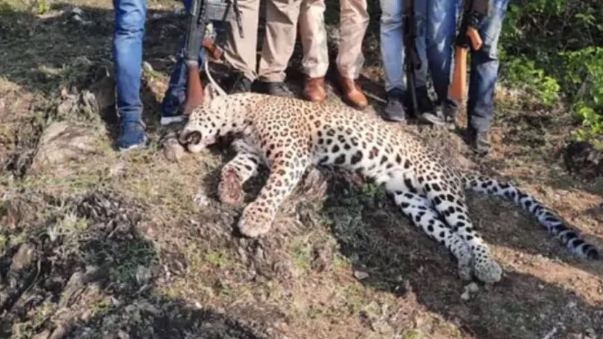आदमखोर लेपर्ड को शार्प शूटर ने मारी गोली, ले चुका था 8 लोगों की जान