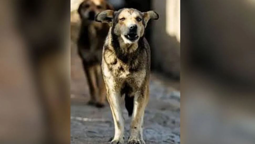 छतरपुर में कुत्ते का आतंक, एक ही दिन में 8 बच्चों को बनाया शिकार
