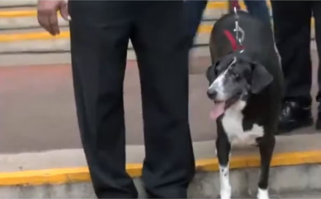 रतन टाटा को श्रद्धांजलि अर्पित करने आया पालतू कुत्ता