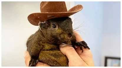 ट्रंप सत्ता में आए तो गिलहरियों को बचाएंगे: एलन मस्क