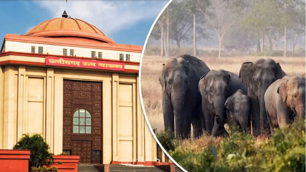 छत्तीसगढ़ में करंट से हाथियों की मौत पर हाई कोर्ट नाराज, पूछा क्या कार्रवाई हुई