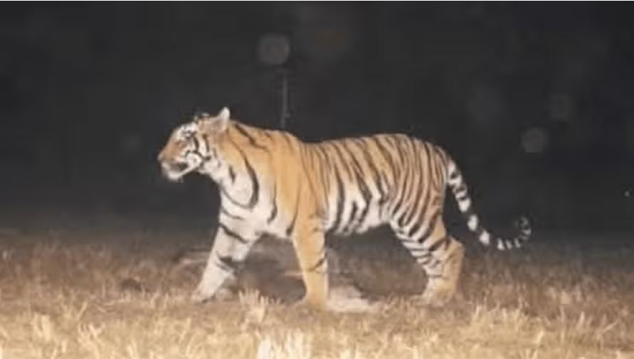 हाथी के बाद बाघ का आतंक: एमपी-सीजी बॉर्डर पर बाघिन की एंट्री, ग्रामीणों में मचा हड़कंप