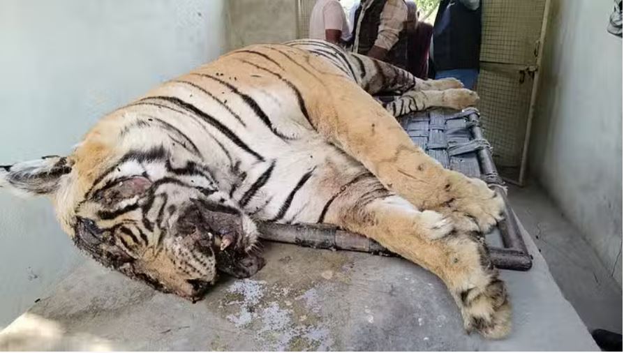 सवाई माधोपुर: पोस्टमार्टम के बाद टाइगर की हत्या की पुष्टि