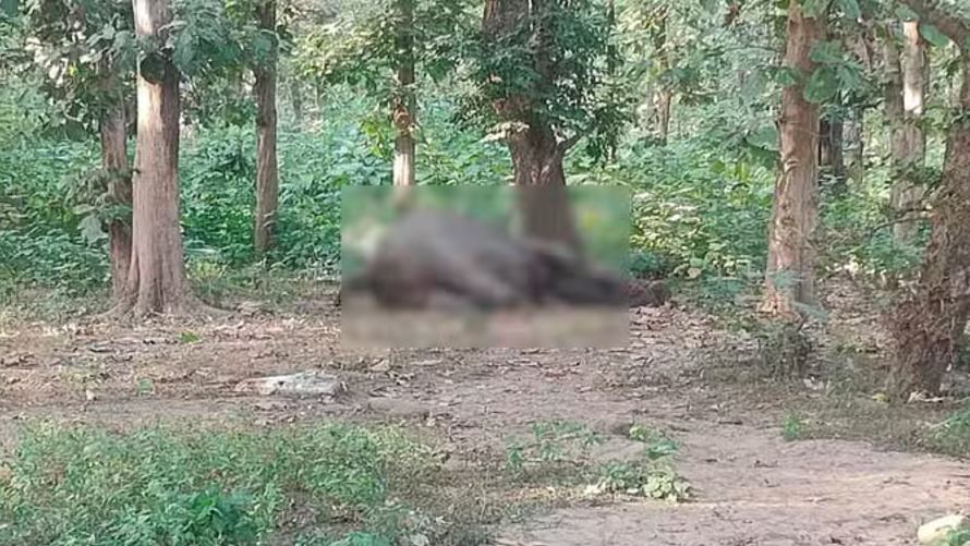 उत्तराखंड: लैंसडौन वन प्रभाग की कोटद्वार रेंज में दो हाथियों के बीच हुआ खूनी संघर्ष, एक की मौत