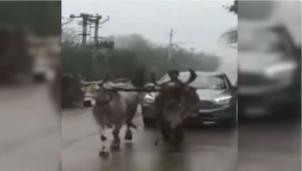 राजस्थान: बीच रास्ते में खड़ी हो गई नेता जी की कार, खिंचवाने के लिए बुलाने पड़े बैल