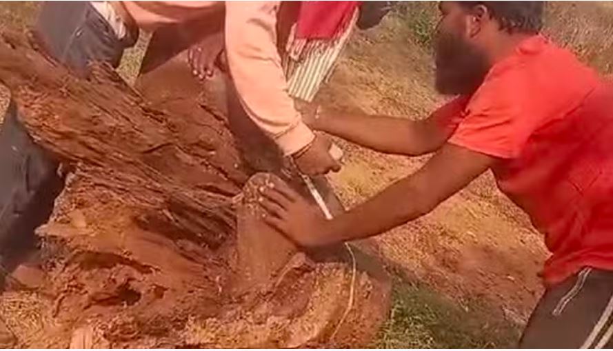 सीधी: सरपंच पति ने इमारती लकड़ी के पांच पेड़ काटे, कलेक्टर के पास पहुंची शिकायत