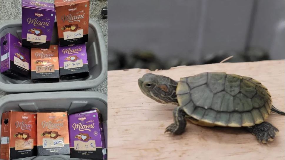 चॉकलेट के डिब्बे में भरे थे ढाई हजार कछुए, कुआलालंपुर में त्रिची एयरपोर्ट पहुंची खेप