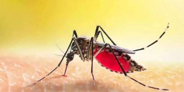 मलेरिया का मिल गया तोड़, मददगार साबित होगी नई वैक्सीन