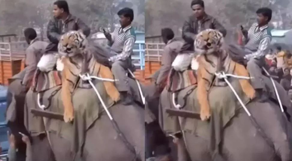दो लोगों ने मिलकर बाघ को कराई हाथी की सवारी- ‘ई बिहार है बाबू यहां कुछ भी हो सकता है’