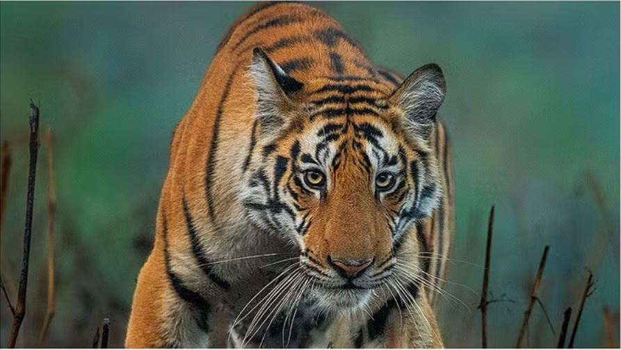 रामनगर: जंगल गए बुजुर्ग लापता, बाघ के हमले की आशंका