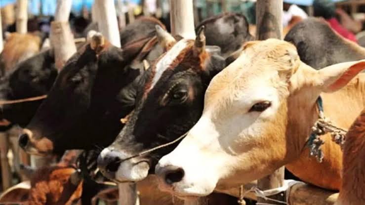 रतनपुरी पुलिस ने एक गो तस्कर पकड़ा, दो हुए फरार